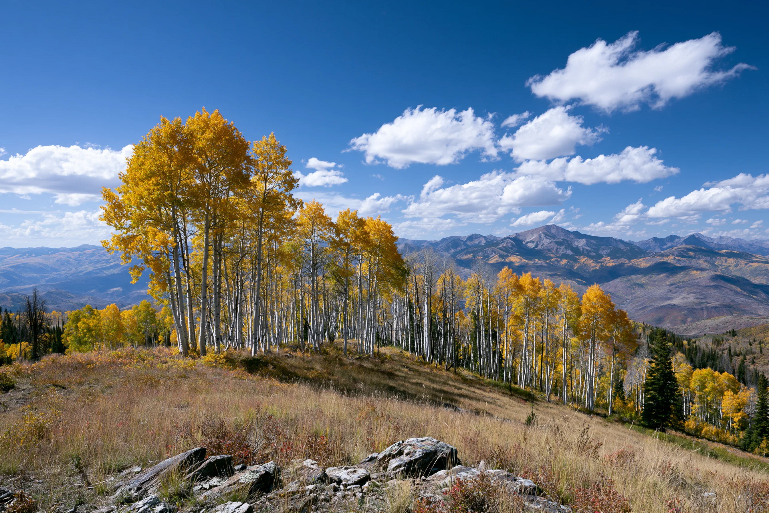 Golden aspen trees on a ridge above a Colorado mountain valley